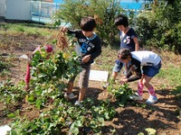 10月26日　2年芋掘り.jpg